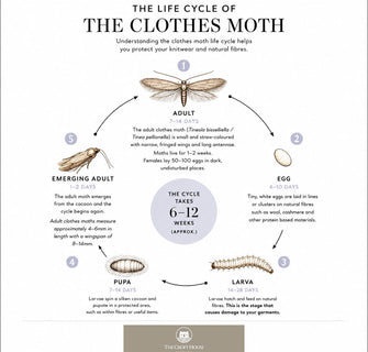 A infographic showing the life cycle of the clothes moth