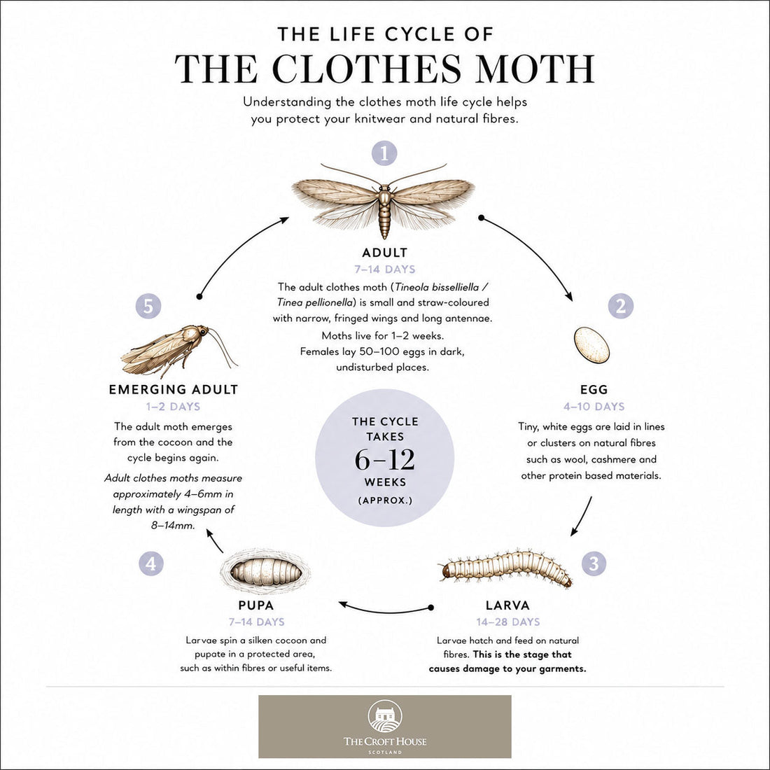 A infographic showing the life cycle of the clothes moth