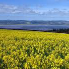 Rape Seed Field, Fife, Scotland