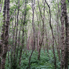 Summer birch trees, Scotland